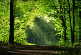 Create a Nature Trail on Your Property